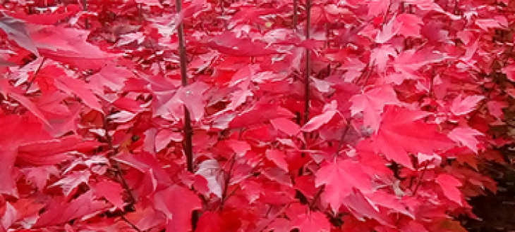 红冠红枫秋天变色特性
